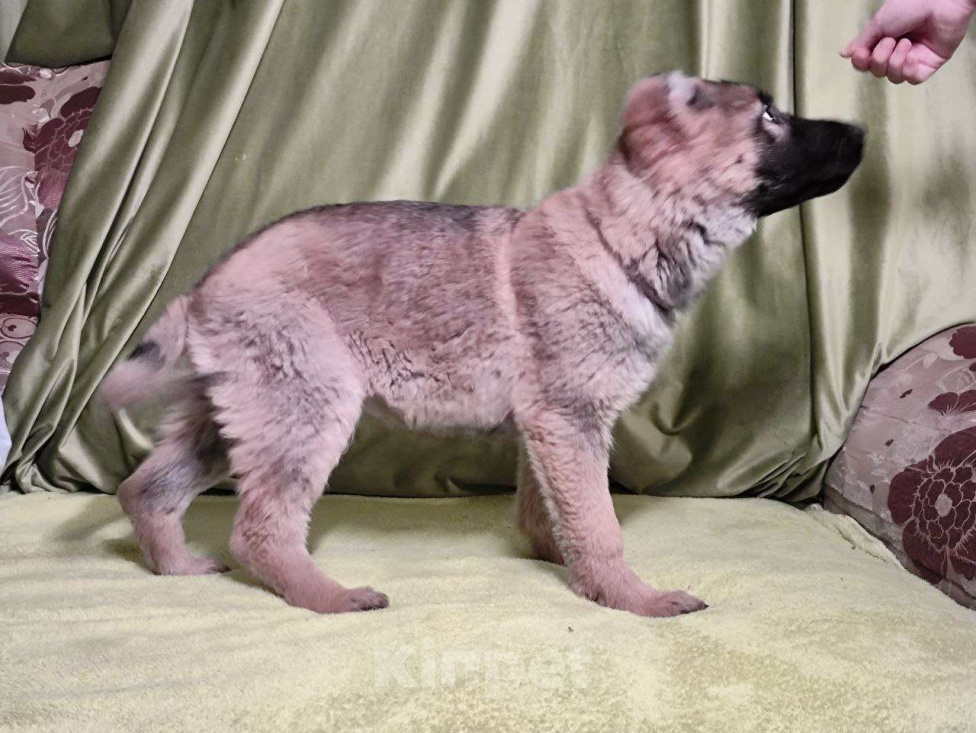 Собаки в Москве: Немецкая овчарка, щенок, 3 месяца Мальчик, 25 000 руб. - фото 5