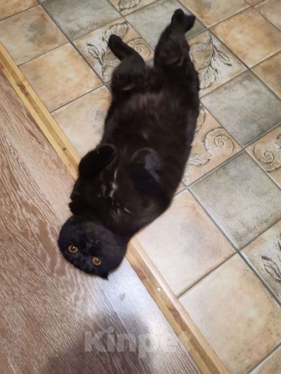 Кошки в Москве: Отдам кошку в добрые руки Девочка, Бесплатно - фото 2