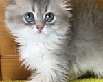 Кошки в Москве: Девочка Хайленд фолд голубое золото Девочка, 50 000 руб. - фото 1