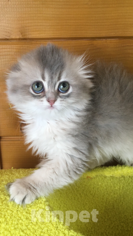 Кошки в Москве: Девочка Хайленд фолд голубое золото Девочка, 50 000 руб. - фото 1