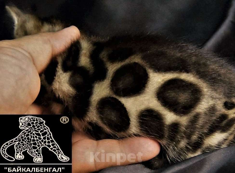 Кошки в Петропавловске-Камчатском: Бенгальский котенок. Профессиональный Питомник. Девочка, 70 000 руб. - фото 1