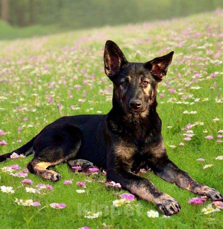 Собаки в Москве: Щенки в поиске дома! Срочно Мальчик, Бесплатно - фото 1