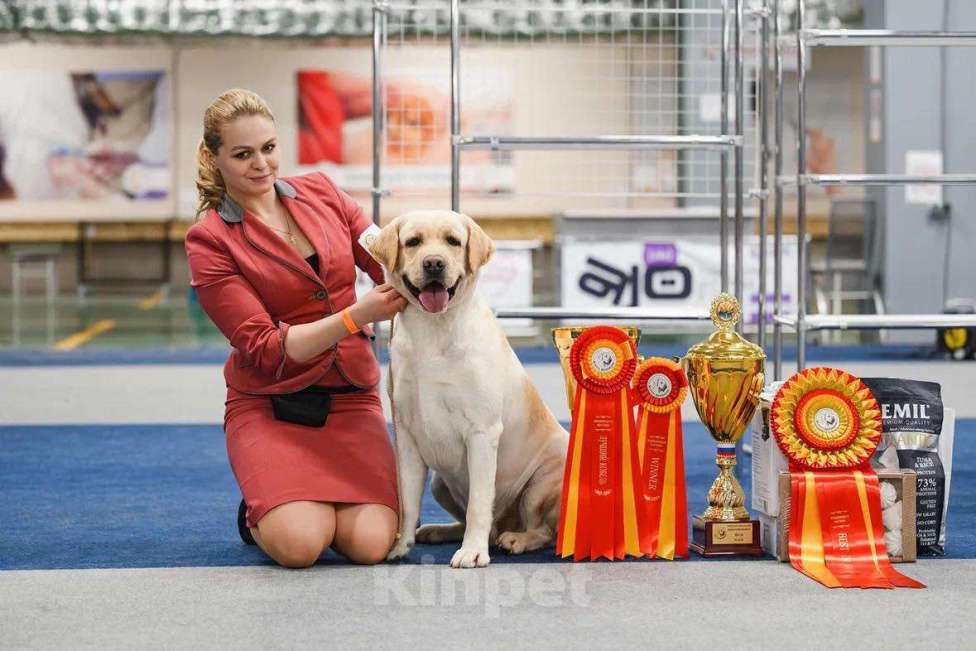 Собаки в Москве: Щенки лабрадора палевые Мальчик, 90 000 руб. - фото 4