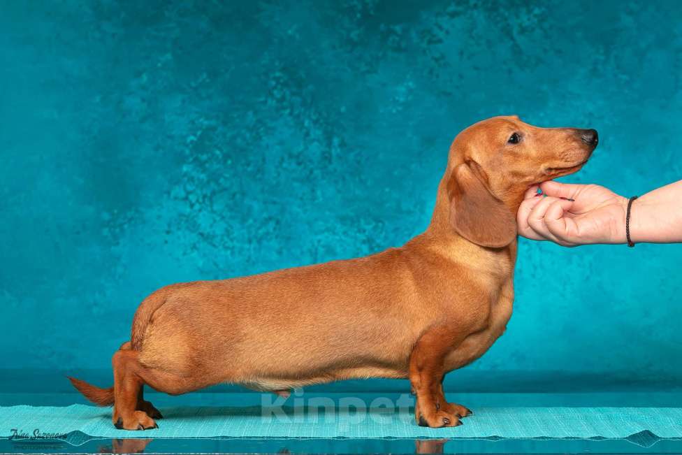 Собаки в Королеве: Породные щенки ТАКСЫ UCI. МАЛЬЧИКИ Мальчик, 55 000 руб. - фото 6