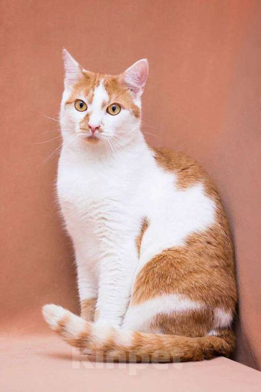 Кошки в Москве: Рыжая Лионелла в добрые руки Девочка, Бесплатно - фото 3