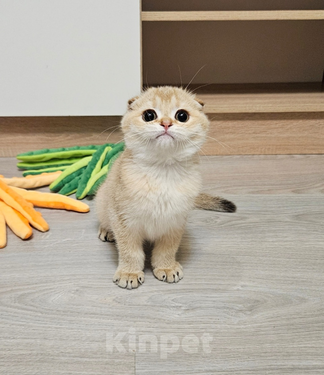 Кошки в Москве: Клубный красавчик Мальчик, Бесплатно - фото 2