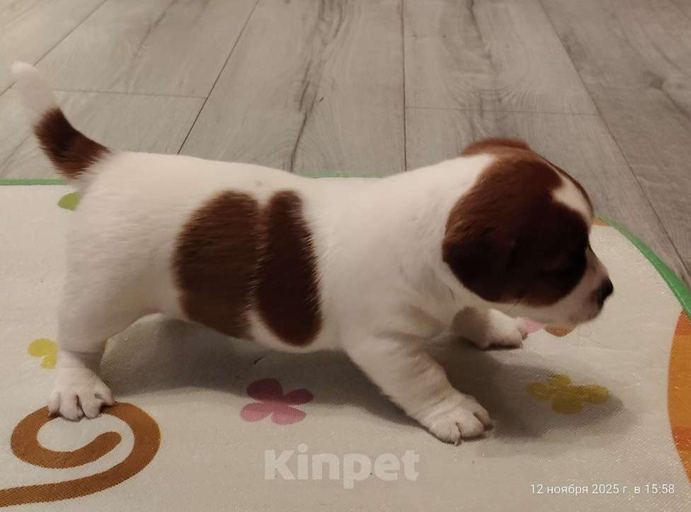 Собаки в Мытищах: Джек Рассел терьер Аврора Девочка, 100 000 руб. - фото 2