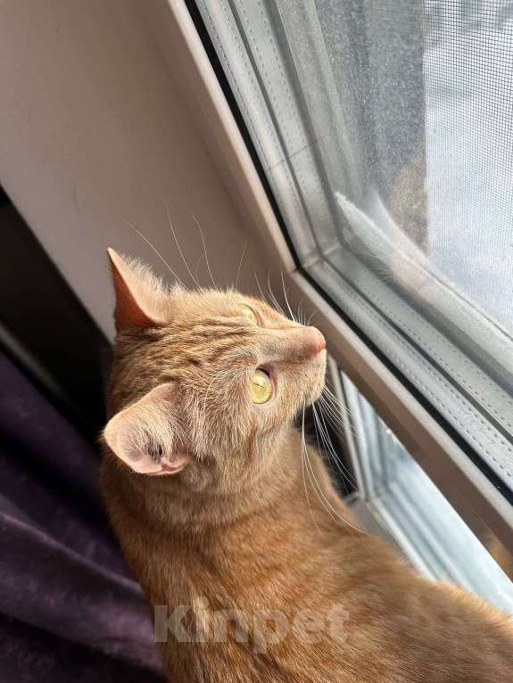 Кошки в Москве: Ириска в добрые руки Девочка, Бесплатно - фото 3