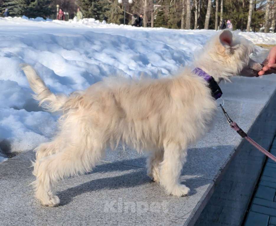 Собаки в Йошкаре-Оле: Щенок китайской хохлатой собаки Девочка, 45 000 руб. - фото 2