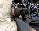 Собаки в других городах Московской области: Щенок в добрые руки Девочка, Бесплатно - фото 2