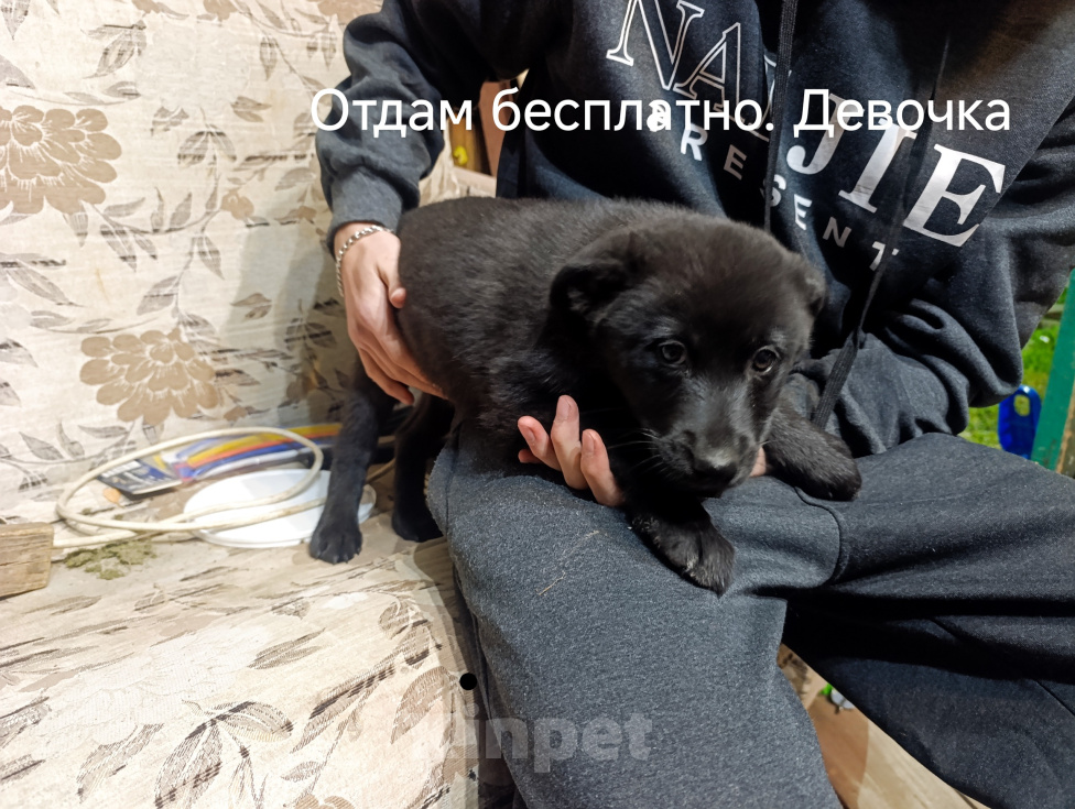 Собаки в других городах Московской области: Щенок в добрые руки Девочка, Бесплатно - фото 2