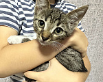 Кошки в Лиски: Отдам котёнка в добрые руки Мальчик, Бесплатно - фото 2