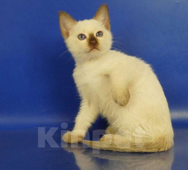 Кошки в Москве: Lika Gamlet Девочка, 60 000 руб. - фото 3