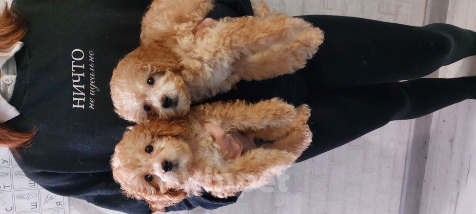 Собаки в Ростове-на-Дону: Той-пудель, девочка и мальчик мраморный абрикос продам Мальчик, 150 000 руб. - фото 1