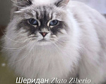 Кошки в Москве: Невская девочка Шанти Девочка, 1 руб. - фото 1