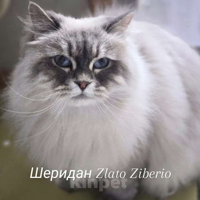 Кошки в Москве: Невская девочка Шанти Девочка, 1 руб. - фото 1