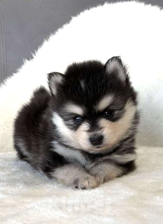 Собаки в Санкт-Петербурге: Мальчик помски Мальчик, 60 000 руб. - фото 2