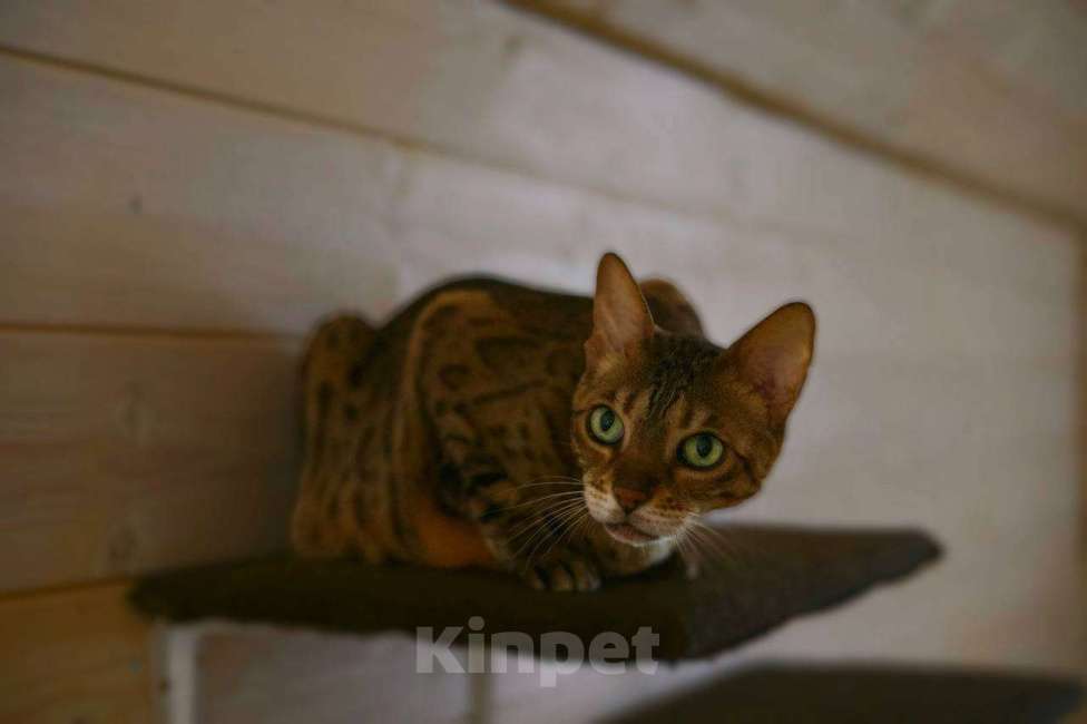 Кошки в Балашихе: Манго Девочка, Бесплатно - фото 3