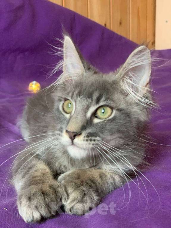 Кошки в Челябинске: КОТЕНОК МЕЙН-КУН ПОЛИДАКТ  Мальчик, Бесплатно - фото 3