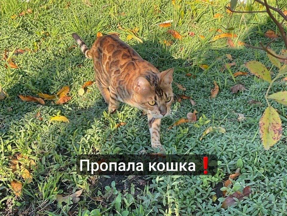 Кошки в Курганинске: Поиск Кошки ! Девочка, Бесплатно - фото 1