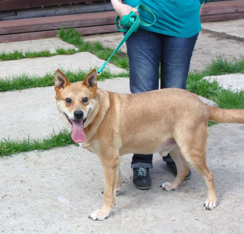 Собаки в Москве:  Рыжик ищет своих людей - ШАНС на дом Мальчик, Бесплатно - фото 2