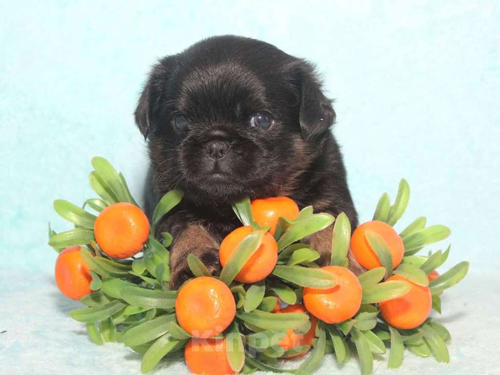 Собаки в Санкт-Петербурге: Красивая девочка  Девочка, 80 000 руб. - фото 8