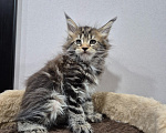 Кошки в Красногорске: Мейкун котенок полидакт Девочка, 30 000 руб. - фото 5