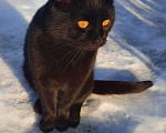 Кошки в Тамбове: Потерялся кот. Пожалуйста, помогите найти Мальчик, 1 000 руб. - фото 2