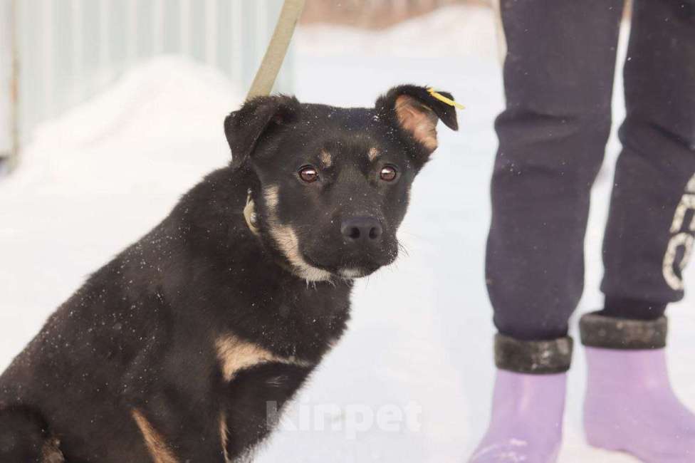 Собаки в Новосибирске: Собака щенок Мальчик, 100 руб. - фото 3