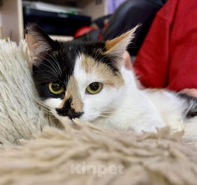 Кошки в Санкт-Петербурге: Кошечка подросток Тосенька.  Девочка, Бесплатно - фото 3