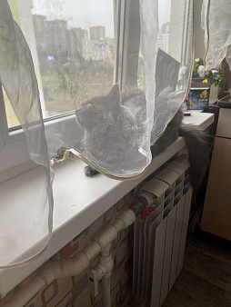 ПРОПАЛА КОШКА