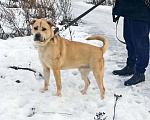 Собаки в Санкт-Петербурге: На сто процентов дружелюбный и добродушный пёс Мальчик, Бесплатно - фото 1