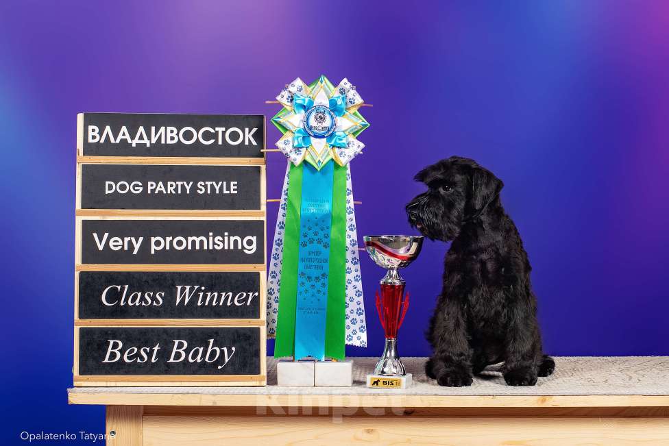 Собаки в Владивостоке: Цвергшнауцер черного окраса Мальчик, 50 000 руб. - фото 1