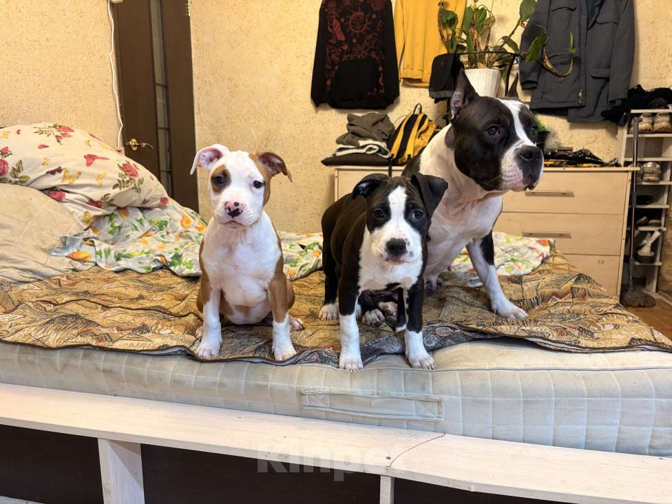 Собаки в Москве: Девочка АСТ Девочка, 25 000 руб. - фото 7