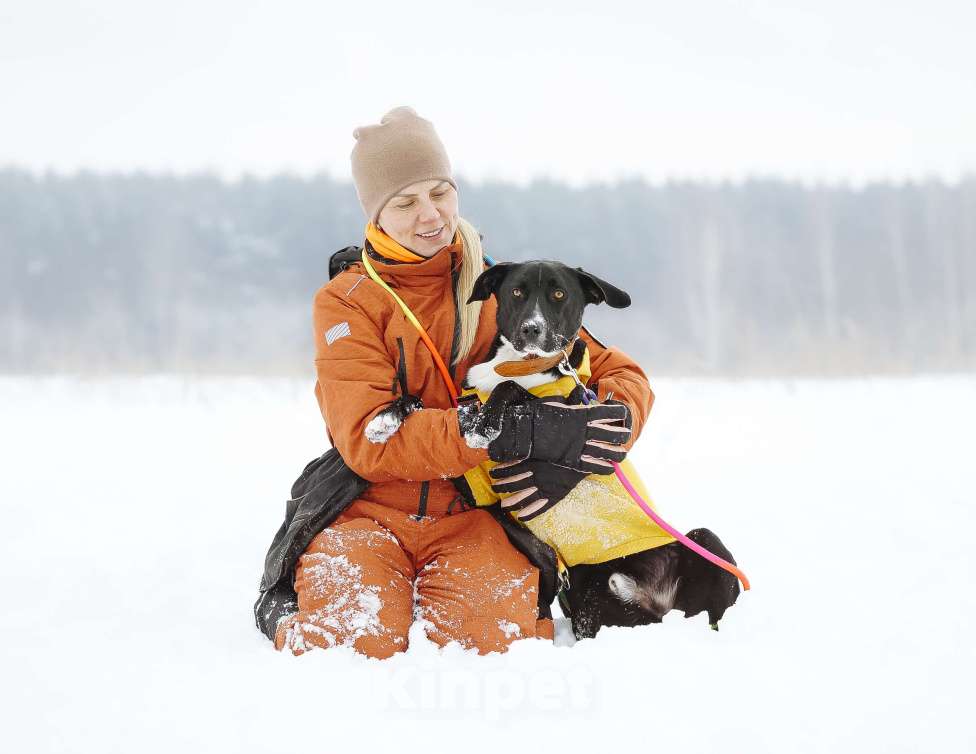 Собаки в Ореховом-Зуево: Агат в надёжные руки Мальчик, Бесплатно - фото 8