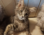 Кошки в Петрозаводске: Котята мейн-кун  Девочка, Бесплатно - фото 1