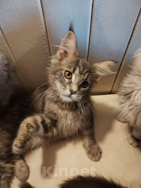 Кошки в Петрозаводске: Котята мейн-кун  Девочка, Бесплатно - фото 1
