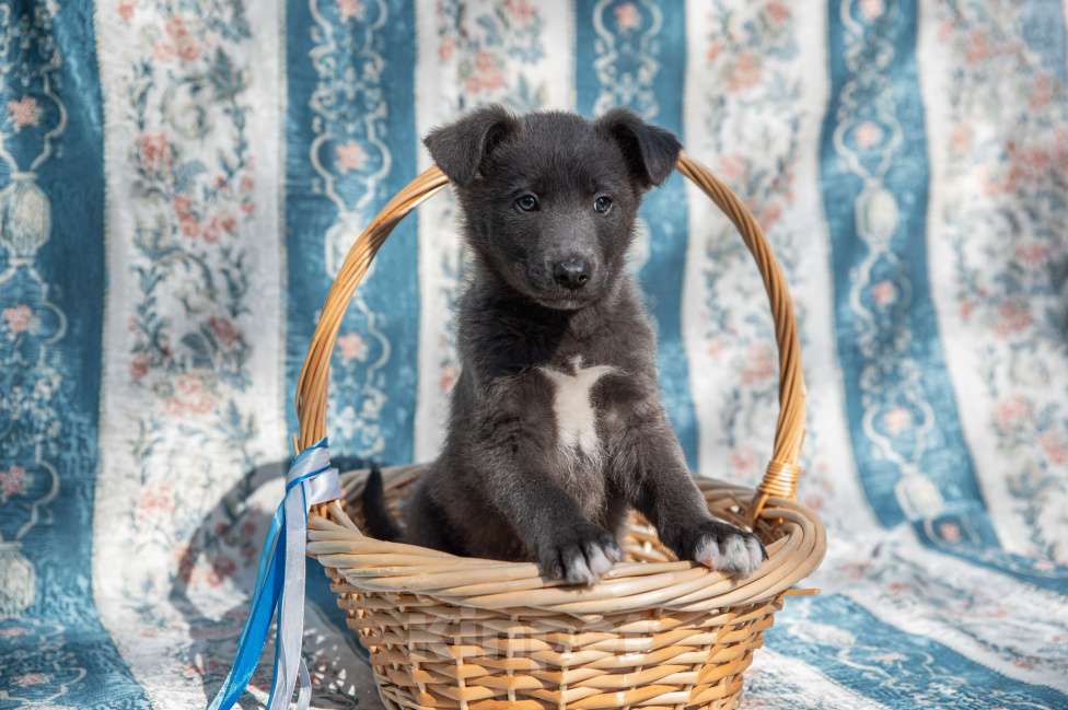 Собаки в Москве: Щенок 2х месяцев Бертон в добрые руки Мальчик, Бесплатно - фото 4