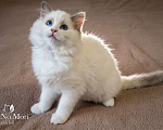 Кошки в Пензе: Котёнок девочка породы Рэгдолл - Bella Девочка, 65 000 руб. - фото 1