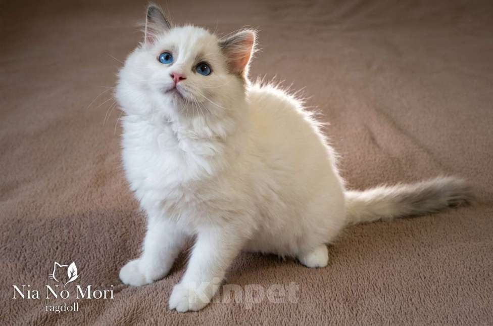Кошки в Пензе: Котёнок девочка породы Рэгдолл - Bella Девочка, 65 000 руб. - фото 1