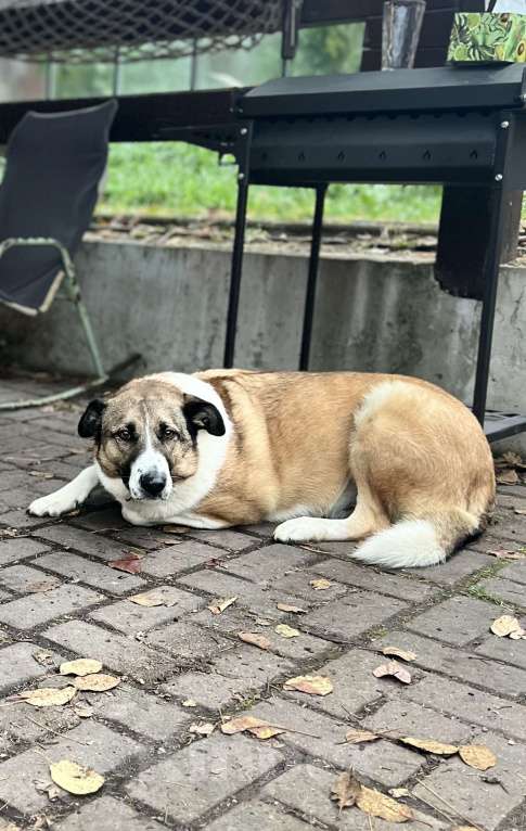 Собаки в других городах Тульской области: Потерялась собака! Мальчик, 10 000 руб. - фото 2