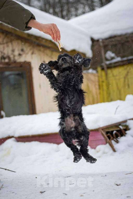 Собаки в Москве: Спаниель пес Терри ищет дом Мальчик, Бесплатно - фото 3
