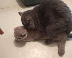 Кошки в Черкесске: Вязка. Британский прямоухий опытный кот., 1 000 руб. - фото 2