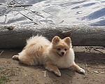 Собаки в Казани: Шпиц на вязку, 2 000 руб. - фото 1