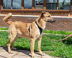 Собаки в Красногорске: Алания (Ланя) ждёт свою семью!  Девочка, 7 руб. - фото 9