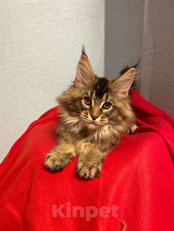 Кошки в Нижнем Новгороде: Котенок породы Мейн-кун Мальчик, Бесплатно - фото 1