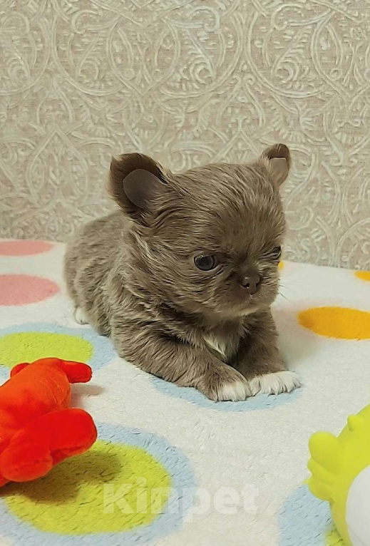 Собаки в Новосибирске: Невероятная длинношерстная лиловая девочка! Девочка, Бесплатно - фото 3