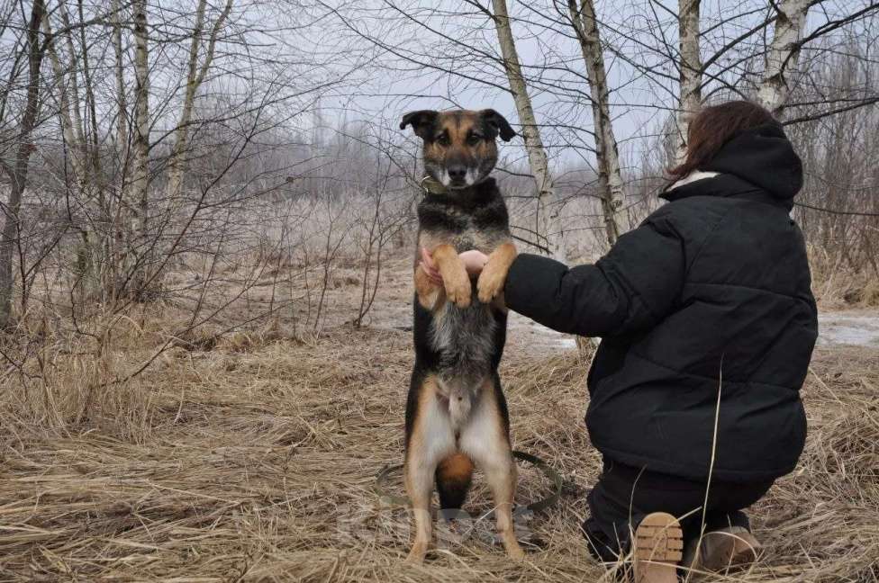 Собаки в Ногинске: Астор - небольшой пёсик ждет свою семью в приюте Мальчик, Бесплатно - фото 7