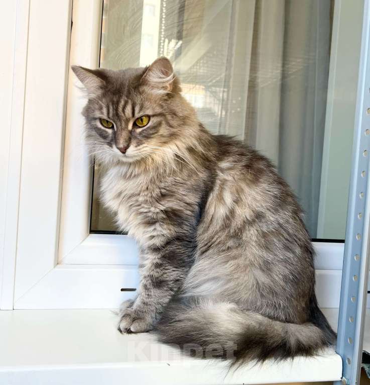 Кошки в Москве: Пушистый кот Цезарь в добрые руки  Мальчик, Бесплатно - фото 6