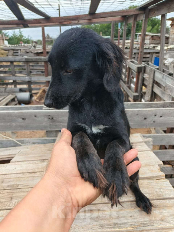 Собаки в Москве: Девочка, метис спаниеля, только меньшего размера Девочка, Бесплатно - фото 2